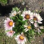 Gazania linearis Flor