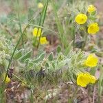 Alkanna primuliflora Blomma