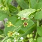 Trigonotis peduncularis Fruit