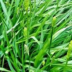 Camassia leichtlinii Hábito