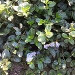 Ceanothus thyrsiflorusFlor