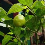 Capsicum frutescens Frucht