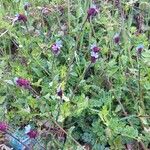 Anchusella cretica Flower