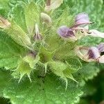 Teucrium pyrenaicum Fruit