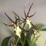 Brassia arachnoideaFlower