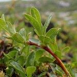 Salix retusa Habit