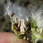 Reichardia picroides Фрукт