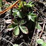 Potentilla ranunculoides Leaf