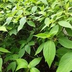 Hydrangea involucrata Blatt