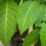 Brugmansia suaveolens Lehti