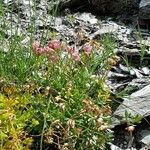 Ranunculus glacialis Hábitos