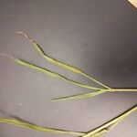 Echinochloa crus-galliبرگ