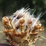 Centaurea acaulis Fiore