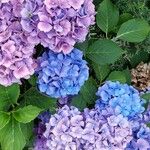 Hydrangea macrophyllaKvět