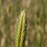 Triticum monococcum Fruit