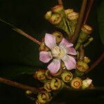 Blakea multiflora Flower