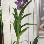 Vanda coerulescens Hábito