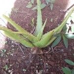 Aloe veraপাতা