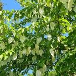 Davidia involucrata List