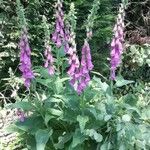 Digitalis purpureaHabit