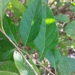Solanum laciniatum Fuelha