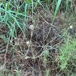 Lactuca saligna Alkat (teljes növény)