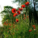 Papaver rhoeas Цвят