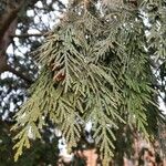 Thuja plicata Fuelha