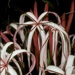 Crinum × amabile Blomst