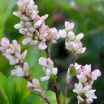 Persicaria tinctoria 花