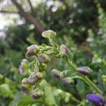 Aconitum variegatum Flower