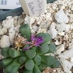 Frithia pulchra Λουλούδι