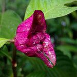 Palicourea colorata Kvet