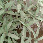 Persicaria senegalensis Leaf