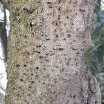 Ficus lutea Casca