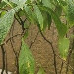 Pachystachys lutea Blad