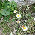 Bellis annuaBlomst