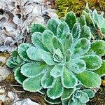 Saxifraga paniculata Leaf