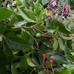 Nectandra umbrosa Fruit