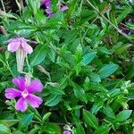 Silene schafta برگ