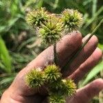 Juncus torreyi 果實