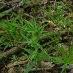 Polygonatum verticillatum 葉