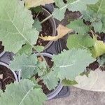 Brassica rapa পাতা
