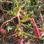 Oenothera pallida Altul/Alta