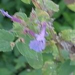 Nepeta grandiflora Flor