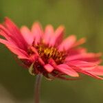 Gaillardia amblyodon Floare