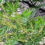 Acacia decurrens Λουλούδι