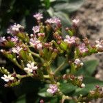 Centranthus trinervis 花