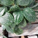 Peperomia glabella List