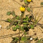 Crepis suffreniana Habitatea